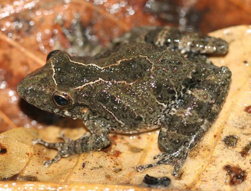 Grenouille Scinax Kennedyi